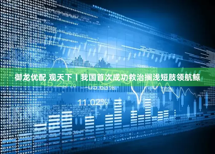 御龙优配 观天下丨我国首次成功救治搁浅短肢领航鲸